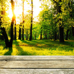 Wandern durch den Spandauer Forst